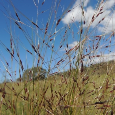 Nassella trichotoma (Serrated Tussock) at Conder, ACT - 23 Nov 2015 by michaelb