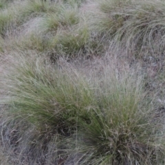 Nassella trichotoma (Serrated Tussock) at Calwell, ACT - 23 Nov 2015 by michaelb