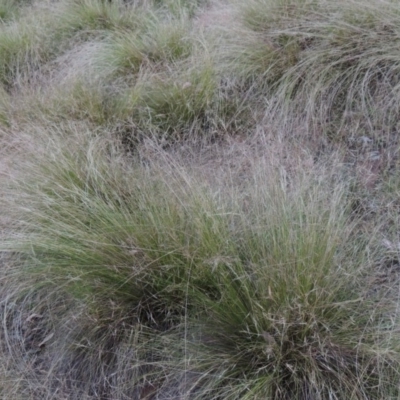 Nassella trichotoma (Serrated Tussock) at Tuggeranong Hill - 23 Nov 2015 by michaelb