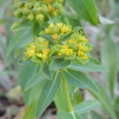 Euphorbia oblongata (Egg-leaf Spurge) at Calwell, ACT - 23 Nov 2015 by michaelb