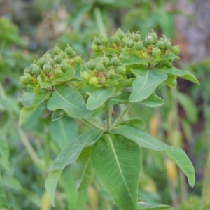 Euphorbia oblongata at Calwell, ACT - 23 Nov 2015