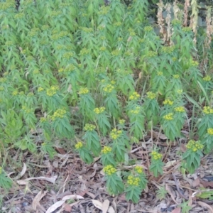 Euphorbia oblongata at Calwell, ACT - 23 Nov 2015