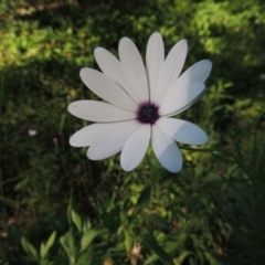 Dimorphotheca ecklonis (South African Daisy) at Calwell, ACT - 23 Nov 2015 by MichaelBedingfield