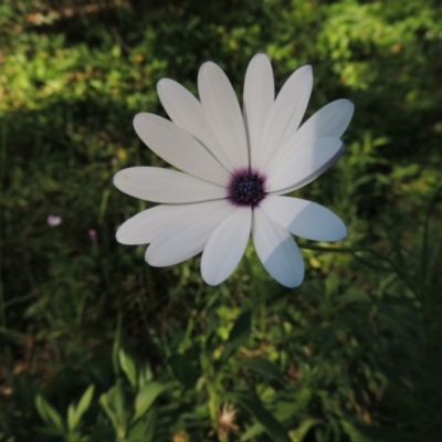 Dimorphotheca ecklonis (African Daisy) at Tuggeranong Hill - 23 Nov 2015 by michaelb