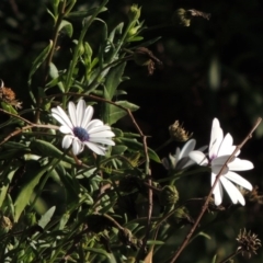 Dimorphotheca ecklonis at Calwell, ACT - 23 Nov 2015 06:37 PM