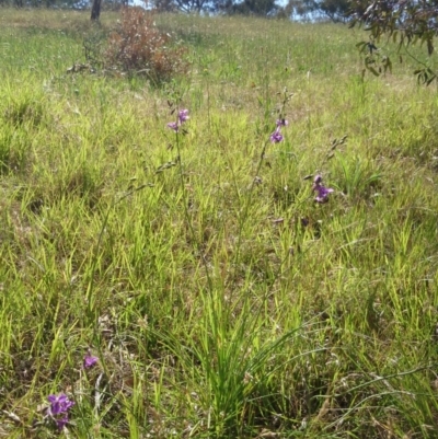 Arthropodium fimbriatum at Acton, ACT - 23 Nov 2015 by TimYiu