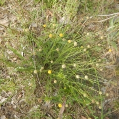 Calotis lappulacea (Yellow Burr Daisy) at Red Hill Nature Reserve - 21 Nov 2015 by MichaelMulvaney