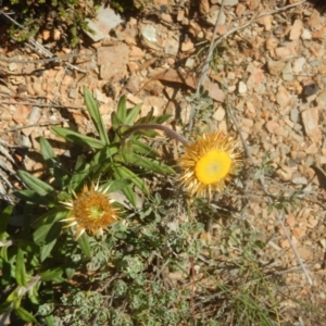 Coronidium oxylepis subsp. lanatum at Belconnen, ACT - 18 Nov 2015