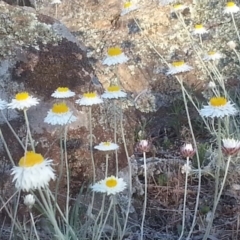 Leucochrysum albicans subsp. tricolor (Hoary Sunray) at Majura, ACT - 15 Oct 2015 by MPW