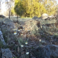 Leucochrysum albicans subsp. tricolor at Majura, ACT - 15 Oct 2015 06:16 PM