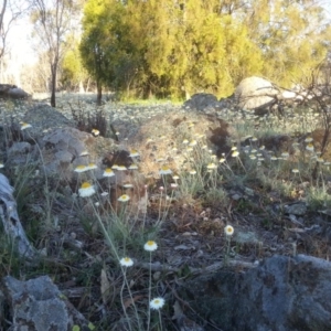 Leucochrysum albicans subsp. tricolor at Majura, ACT - 15 Oct 2015