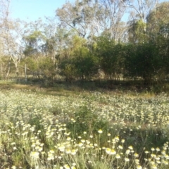 Leucochrysum albicans subsp. tricolor at Majura, ACT - 15 Oct 2015 06:16 PM