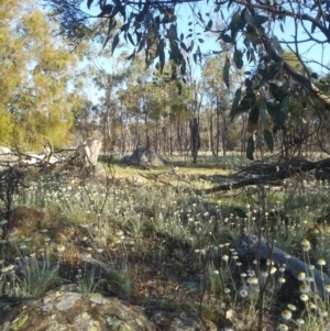 Leucochrysum albicans subsp. tricolor at Majura, ACT - 15 Oct 2015