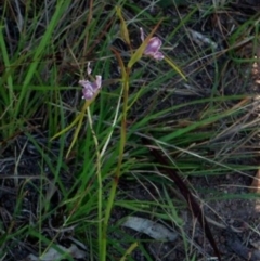 Diuris dendrobioides (Late Mauve Doubletail) by George