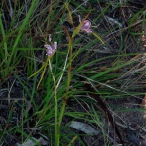 Diuris dendrobioides at suppressed - suppressed