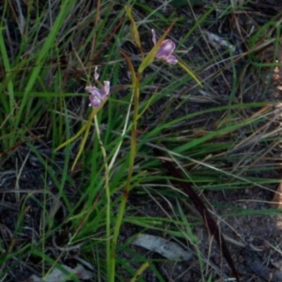 Diuris dendrobioides (Late Mauve Doubletail) by George