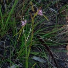 Diuris dendrobioides (Late Mauve Doubletail) at Kambah, ACT - 20 Nov 2015 by George