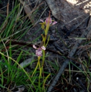 Diuris dendrobioides at suppressed - suppressed