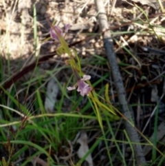 Diuris dendrobioides at suppressed - 21 Nov 2015