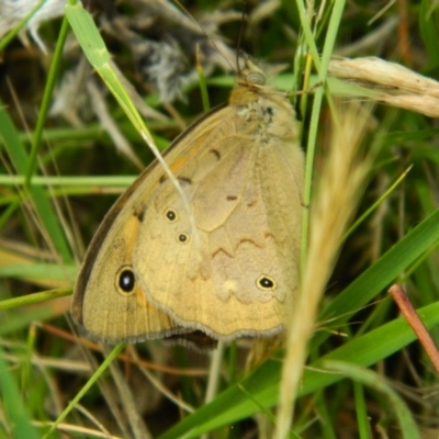 Heteronympha merope (Common Brown Butterfly) at Jerrabomberra Grassland - 21 Nov 2015 by RyuCallaway