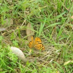 Heteronympha merope at Hume, ACT - 22 Nov 2015