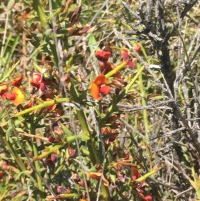 Daviesia genistifolia (Broom Bitter Pea) at Mount Clear, ACT - 25 Nov 2015 by jackfrench