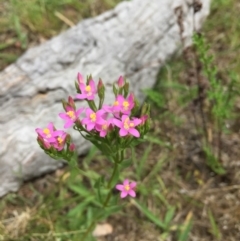 Centaurium erythraea (Common Centaury) at Black Mountain - 21 Nov 2015 by ibaird