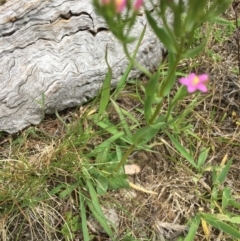 Centaurium erythraea at O'Connor, ACT - 22 Nov 2015