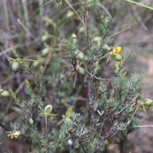 Gompholobium huegelii at O'Connor, ACT - 22 Nov 2015