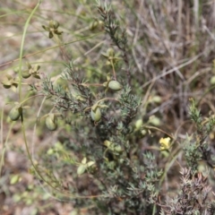 Gompholobium huegelii at O'Connor, ACT - 22 Nov 2015