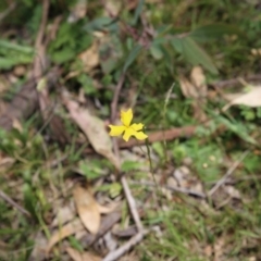 Goodenia pinnatifida (Scrambled Eggs) at O'Connor, ACT - 22 Nov 2015 by ibaird