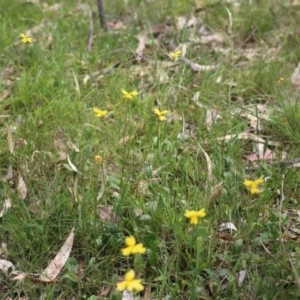 Goodenia pinnatifida at O'Connor, ACT - 22 Nov 2015 12:44 PM