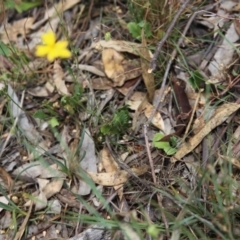 Goodenia pinnatifida at O'Connor, ACT - 22 Nov 2015