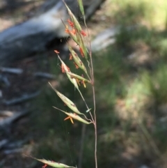 Rytidosperma pallidum (Red-anther Wallaby Grass) at Bruce Ridge - 21 Nov 2015 by ibaird