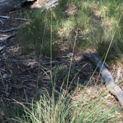 Rytidosperma pallidum at Bruce, ACT - 21 Nov 2015 11:15 AM