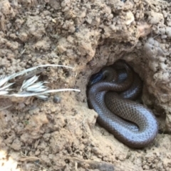 Parasuta flagellum (Little Whip-snake) at Bungendore, NSW - 7 Aug 2015 by GeoffRobertson