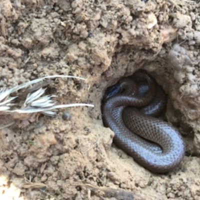 Parasuta flagellum (Little Whip-snake) at QPRC LGA - 7 Aug 2015 by GeoffRobertson