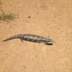 Tiliqua scincoides scincoides (Eastern Blue-tongue) at Michelago, NSW - 25 Nov 2015 by GeoffRobertson