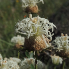 Pimelea treyvaudii (Grey Riceflower) at Tennent, ACT - 19 Nov 2015 by MichaelBedingfield