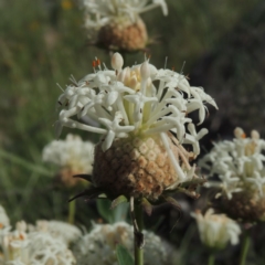 Pimelea treyvaudii (Grey Riceflower) at Namadgi National Park - 19 Nov 2015 by michaelb