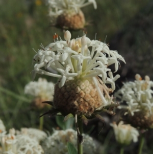 Pimelea treyvaudii at Tennent, ACT - 19 Nov 2015 05:14 PM