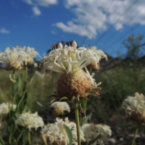 Pimelea treyvaudii at Tennent, ACT - 19 Nov 2015 05:14 PM