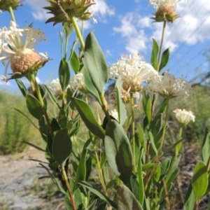 Pimelea treyvaudii at Tennent, ACT - 19 Nov 2015 05:14 PM