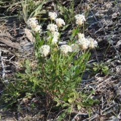 Pimelea treyvaudii at Tennent, ACT - 19 Nov 2015 05:14 PM