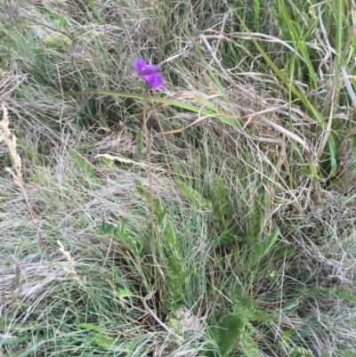 Swainsona sericea (Silky Swainson-Pea) at Mount Clear, ACT - 26 Nov 2015 by jackfrench