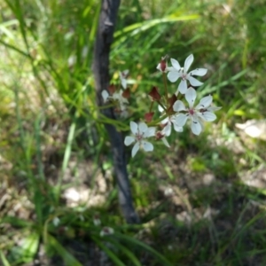 Burchardia umbellata at Kambah, ACT - 26 Nov 2015 01:42 PM