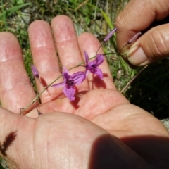 Arthropodium fimbriatum (Chocolate Lily) at Kambah, ACT - 26 Nov 2015 by PCS - Biosecurity Officer (TO4)