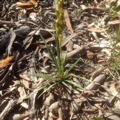 Stylidium graminifolium (Grass Triggerplant) at Black Mountain - 23 Nov 2015 by sybilfree