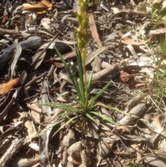 Stylidium graminifolium (Grass Triggerplant) at Point 80 - 23 Nov 2015 by sybilfree