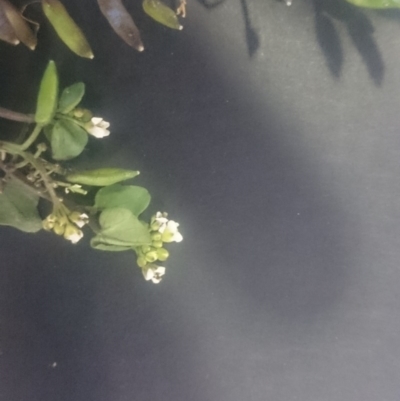 Cardamine paucijuga (Annual Bitter-cress) at Stony Creek - 25 Nov 2015 by gregbaines